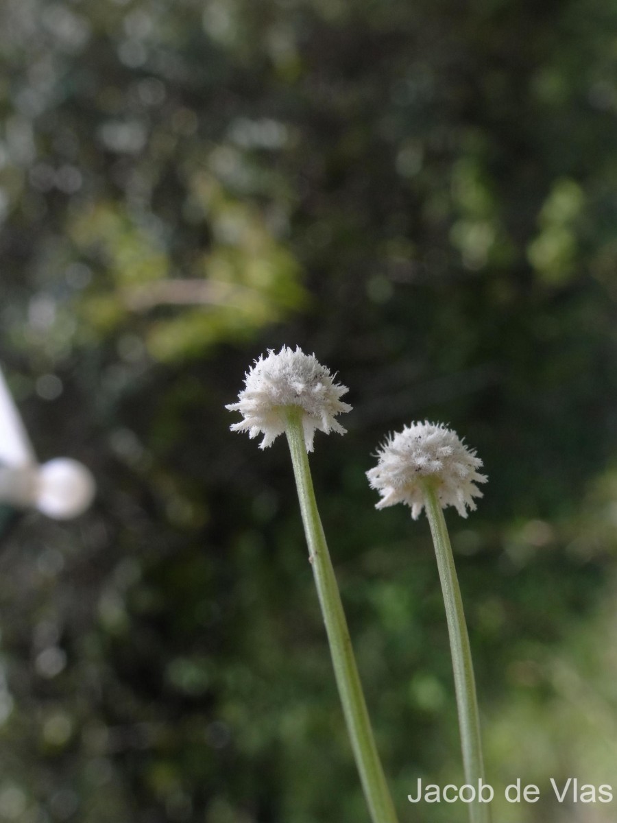 Eriocaulon thysanocephalum S.M.Phillips